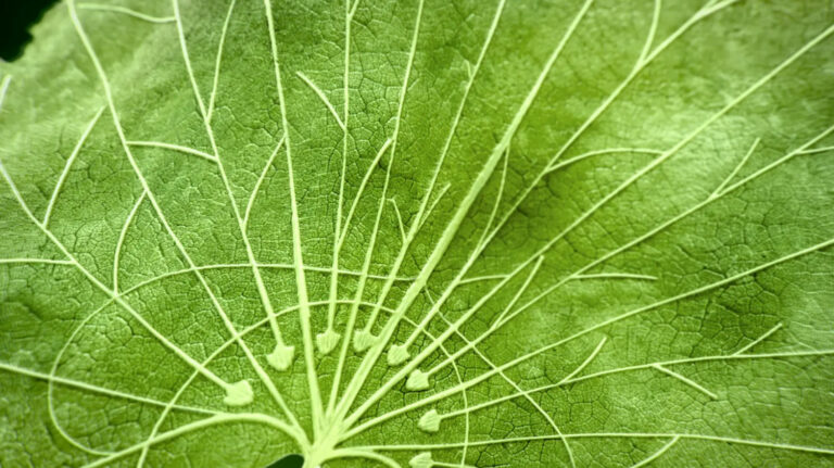 Perrier-Jouët x Revealing Nature